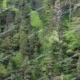 Modellbahnhintergrund "Bewaldeter Steilhang"
