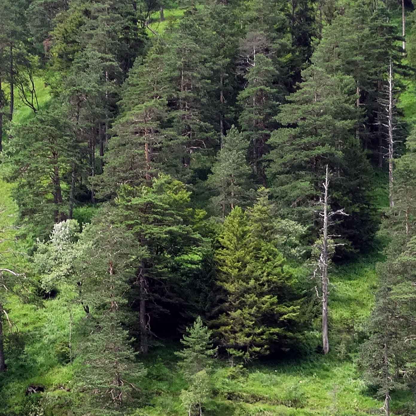Bewaldeter Steilhang Teil 1 – Modellbahn Hintergrund 300 x 50 cm 3