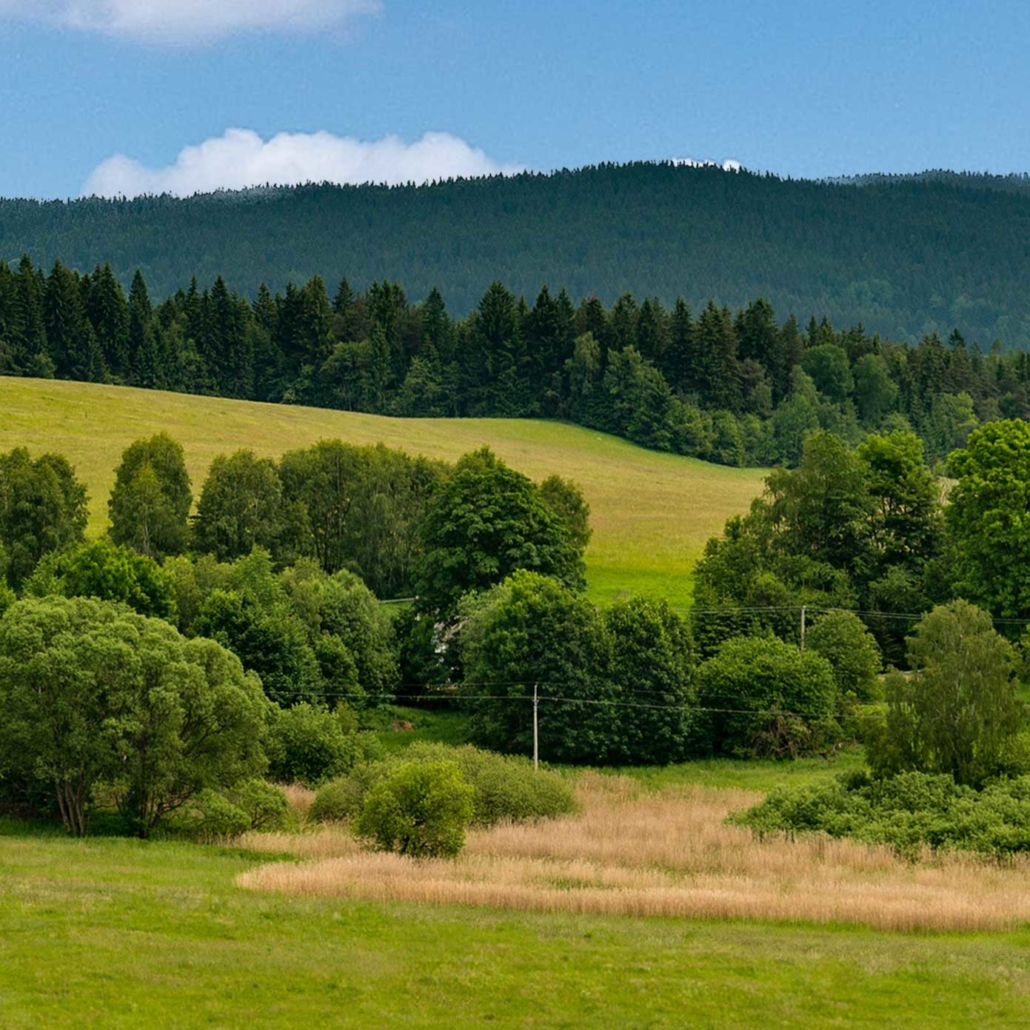 Hügel mit Wiesen und Wäldern | 450 cm – erweiterbar 2